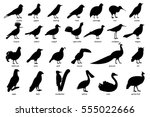 Collection Of Silhouettes Of...