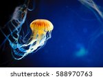 Orange Jellyfish Or Chrysaora...