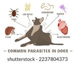 Common Parasites In Dogs. Fleas ...