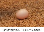 Egg Of Golden Pheasant.