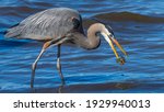 Great Blue Heron With A Fish...