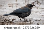 Rusty Blackbird In The Marsh