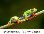 Red Eyed Tree Frogs  Agalychnis ...