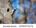 A Female Downy Woodpecker On A...