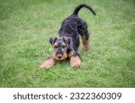 Small photo of A playful Airedale Terrier puppy, 10 weeks old, black saddle with tan markings, in a play bow position in a green grass meadow