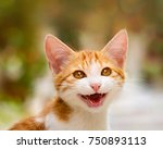 Smiling kitten with wonderful eyes miaows with mouth open 