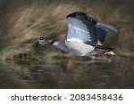 Egyptian Goose Flying Back To...