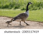 Canada goose showing her little fluffy gosling the way to go