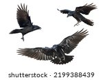 Birds Flying Ravens Isolated On ...