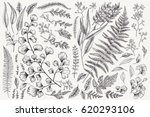 set with leaves. botanical... | Shutterstock .eps vector #620293106