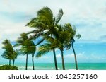Tropical Palm trees on the Miami beach near the ocean, windy weather, Florida, USA