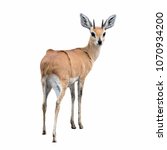 An Adult Steenbok Isolated On...