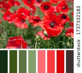 Small photo of A background of red poppies in a summer meadow, in a colour palette with complimentary colour swatches.