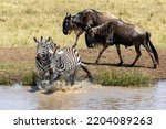 Small photo of Two plains zebras, equus quagga, splashes into a waterhole in the Masai Mara, Kenya, whilst two white-bearded wildebeest, connochaetes taurinus walk behind.