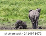 Small photo of Baby elephants, loxodonta africana, wallow in a mud hole in Amboseli National park, Kenya. The mud and water from the marshes helps to cool the animals.
