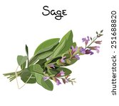 flowering fresh sage. sage herb.... | Shutterstock .eps vector #251688820
