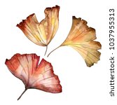Ginkgo Leaves In A Watercolor...