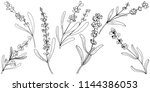 flower lavender in a style... | Shutterstock . vector #1144386053