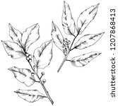 vector laurus leaf. leaf plant... | Shutterstock .eps vector #1207868413