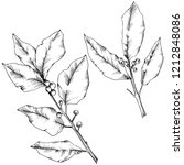  laurus leaf. leaf plant... | Shutterstock . vector #1212848086