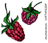 vector raspberry healthy food... | Shutterstock .eps vector #1497493289