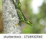 Knights anole lizard also known as a Cuban knight comes down a palm tree as it hunts for food.