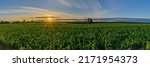Small photo of Panorama view of countryside landscape with maize field. Cultivation of maize. Rows of young corn plants. Green young maize on organic soil. Corn young plants in cultivated field.