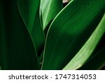 Green tropical plant close-up. Abstract natural floral background Selective focus, macro. Flowing lines of leaves