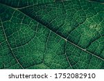 Closeup leaf texture. Green tropical plant close-up. Abstract natural floral background Selective focus, macro. Flowing lines of leaves