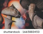 chemical formula of psilocybin on a blackboard Mushroom. Psilocybin mushroom. Close up Magic shroom. Psychedelic drug. Dry Psilocybe cubensis. Albino A strain.