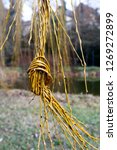 Small photo of Nodes from branches of a weeping willow Symbol connect, solution of a life question. Nodes also embody continuity. In Buddhism, knot symbols stand for love and eternity. Inescapable.