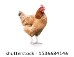Isolated Hen On A White...