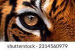 Wildlife tiger striped photography. Open eye black orange fur. Dangerous cat animal tropical jungle forest hunter close up photo