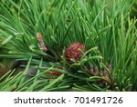 Small photo of Pinus rigida or pitch pine cone in early stages nestled among the needles
