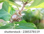 Small photo of Propagating Fiddle Leaf Fig. Grafting tree plant on Fiddle Leaf Fig or Ficus lyrata branch