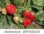 Garden Strawberry  Fragaria X...