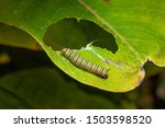 monarch butterfly caterpillar on a green leaf with a partially eaten leaf 
