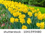 Flower Bed With Yellow Daffodil ...