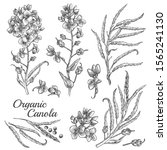 Canola Flowers  Organic Mustard ...