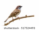 Eurasian Tree Sparrow Or Passer ...