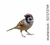 Eurasian Tree Sparrow Or Passer ...