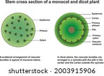 stem cross section of monocot... | Shutterstock .eps vector #2003915906