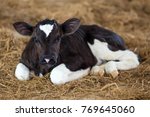 Young dairy calf
