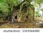 Small photo of A young tourist going around a dilapidated, ruined building obliterated by the roots of a ficus tree on the Ross island of Andamans. Prop roots (aerial roots) of a banyan tree cover an old building.