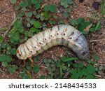 Small photo of Soft fleshy third instar grub of rhinoceros beetle (Oryctes rhinoceros), a common pest insect of coconut trees, crawling on ground.