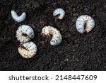 Small photo of Six soft fleshy grubs of rhinoceros beetle (Oryctes rhinoceros), in a bed of dry cow dung. A serious pest of coconut trees, on cow dung. Second and third instar grubs.