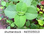 Small photo of Coleus aromaticus, Plectranthus amboinicus, Coleus amboinicus - fleshy, aromatic perennial medicinal herb. Vulnerary plant.
