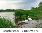 Ugly Ducklings. Beautiful Swan...