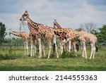 Group Of Giraffes Eating Tree...