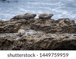 Three Sea Lions Perched On A...